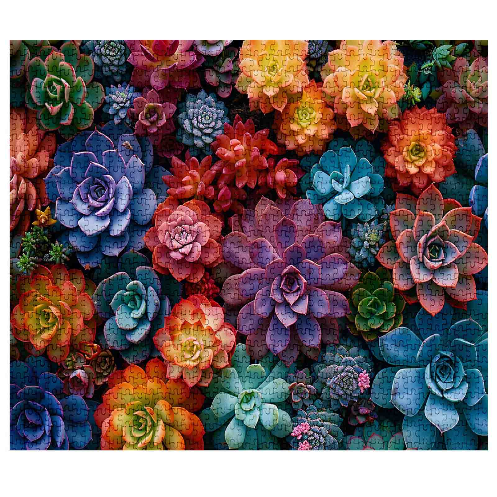 Vibrant Succulents Jigsaw Puzzles