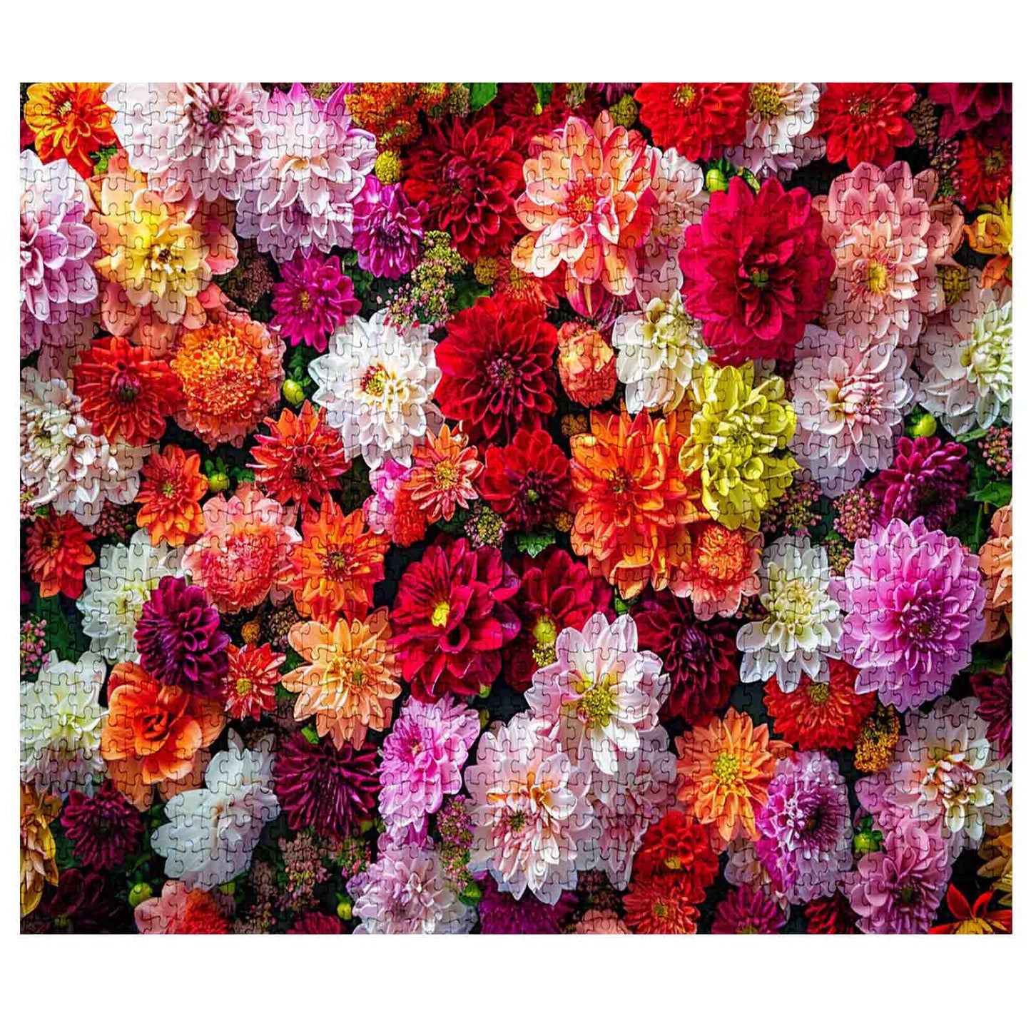 Blooming Dahlia Jigsaw Puzzles